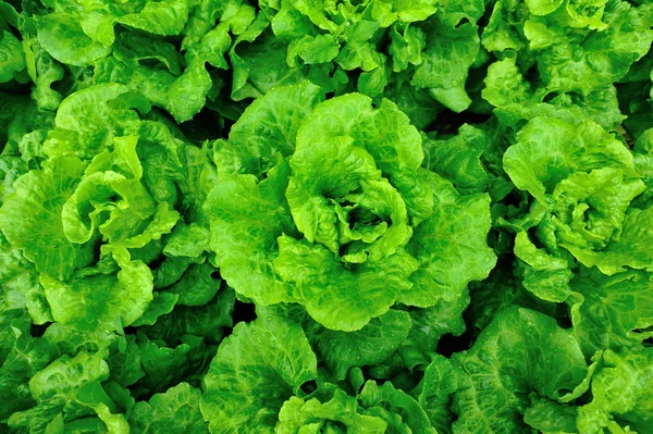 Green lettuce crops — Stock Photo, Image