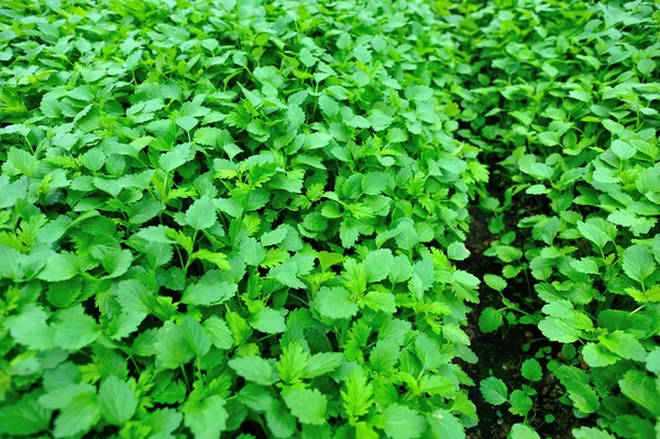 Green motherwort plants — Stock Photo, Image
