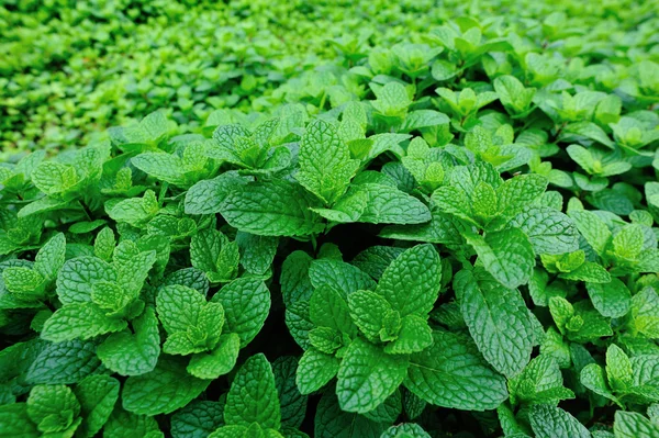 Green mint plants — Stock Photo, Image