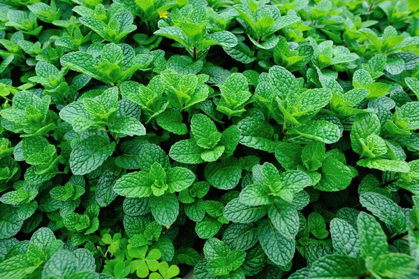 Plantas de menta verde — Foto de Stock