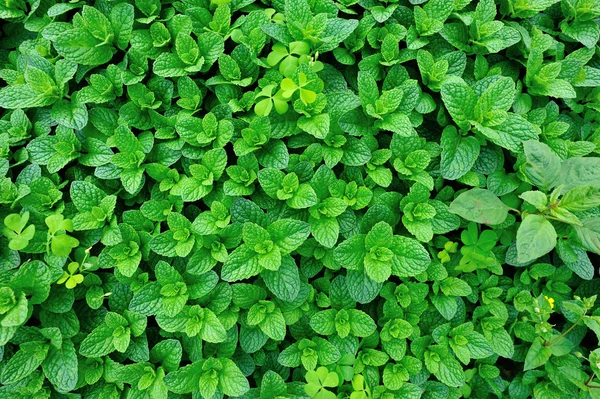 Yeşil nane bitkiler 