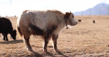 Tibet öküzleri kışın yüksek irtifada çim yiyor.