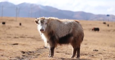 Tibet öküzleri kışın yüksek irtifada çim yiyor.