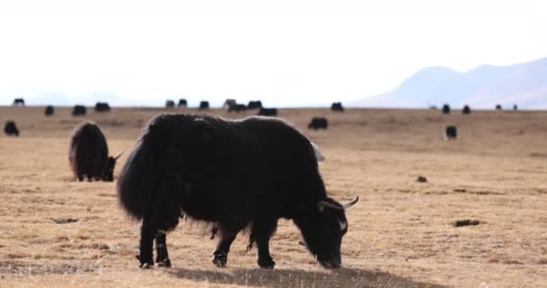 Tibet Yak Makan Rumput Pada Musim Dingin Padang Rumput Tinggi — Stok Video