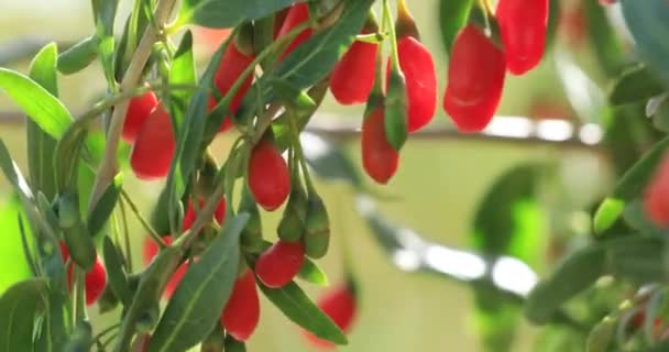 Goji Bagas Frutas Plantas Jardim Sol — Vídeo de Stock