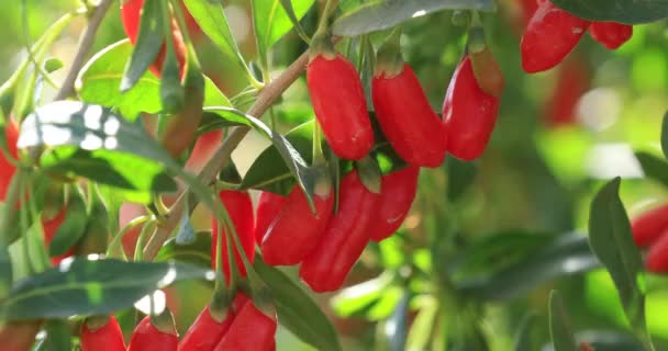 Bayas Goji Frutas Plantas Jardín Soleado — Vídeos de Stock