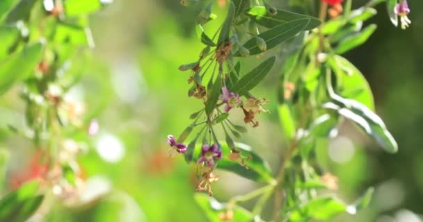 Goji Beeren Früchte Und Pflanzen Sonnenschein Garten — Stockvideo