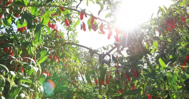 Goji Bagas Frutas Plantas Jardim Sol — Vídeo de Stock