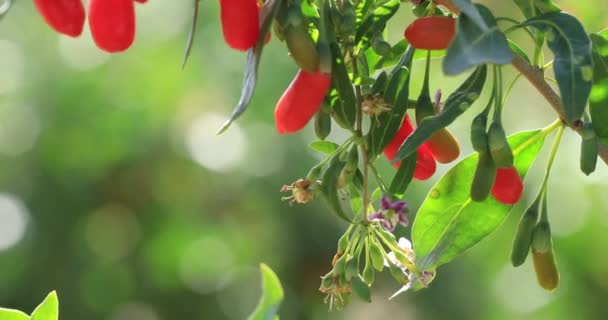 Γκότζι Μούρα Φρούτα Και Φυτά Στον Κήπο Ηλιοφάνειας — Αρχείο Βίντεο
