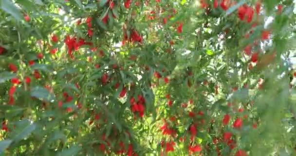 Bayas Goji Frutas Plantas Jardín Soleado — Vídeo de stock