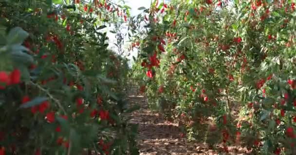 Goji Bagas Frutas Plantas Jardim Sol — Vídeo de Stock