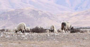 Yükseklik dağlarında bir koyun sürüsü