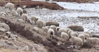 Yükseklik dağlarında bir koyun sürüsü