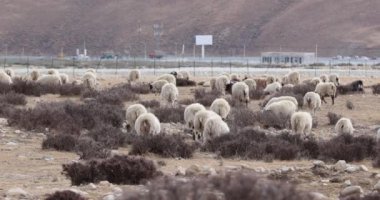 Yükseklik dağlarında bir koyun sürüsü