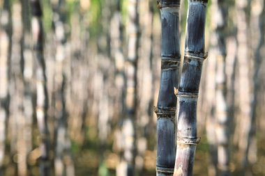 Tarlada yetişen şeker kamışı bitkileri