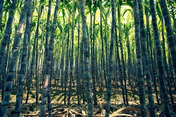 Sugarcane Plants Growing Field — Stock Photo, Image