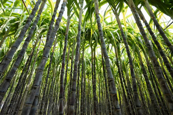 Suikerrietplanten Die Het Veld Groeien — Stockfoto