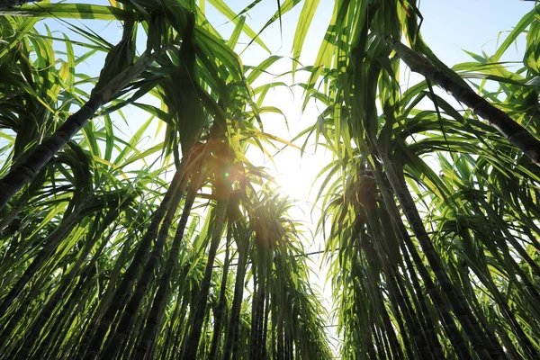 Zuckerrohrpflanzen Wachsen Auf Dem Feld — Stockfoto