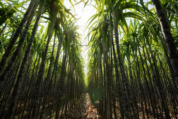 Sockerrörsväxter Som Växer Fältet — Stockfoto