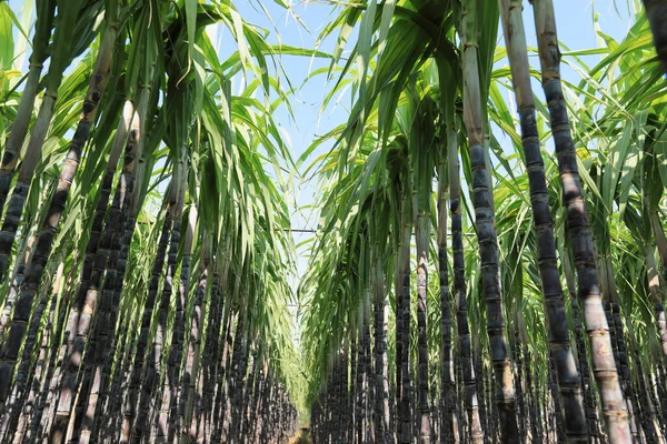 Suikerrietplanten Die Het Veld Groeien — Stockfoto