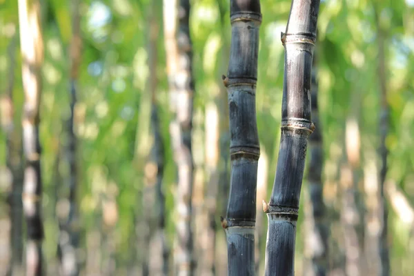 Sugarcane Plants Growing Field — Stock Photo, Image