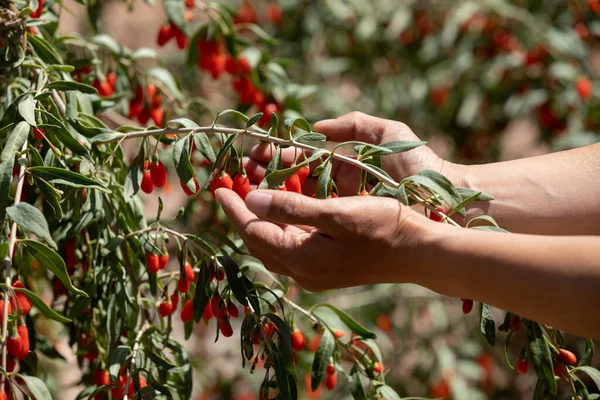 Frutti Bacca Goji Piante Nel Giardino Del Sole — Foto Stock