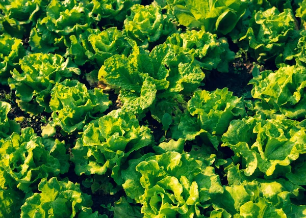 Grüner Salat Wächst Gemüsegarten — Stockfoto