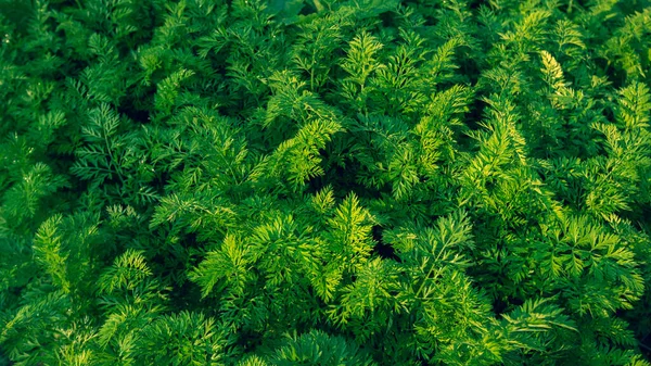 菜園での成長における緑のニンジンの植物 — ストック写真