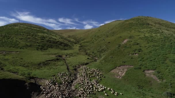 Grupo de ovelhas caminhando na trilha de montanha — Vídeo de Stock