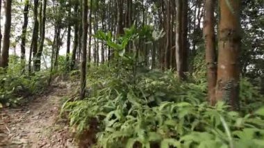 Dağlardaki ebedi yeşil ormandaki güzel ağaçlar