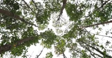 Dağlardaki ebedi yeşil ormandaki güzel ağaçlar