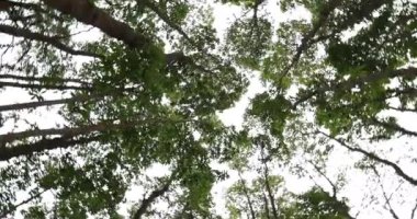 Dağlardaki ebedi yeşil ormandaki güzel ağaçlar