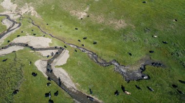 Bir grup Tibet öküzü otlakta ot yiyor.