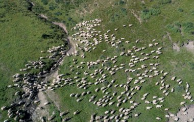 Otlakta yürüyen bir koyun sürüsü