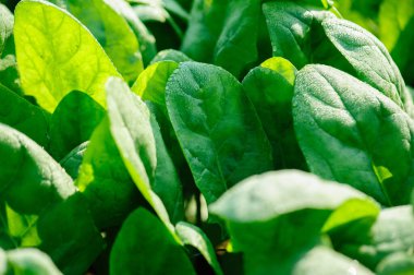 Sebze bahçesinde yeşil ıspanak yetişiyor.