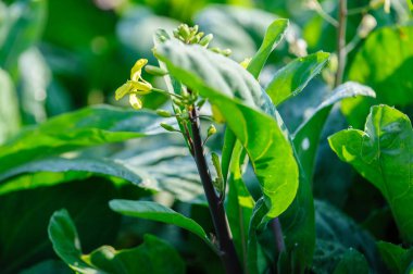 Çiçekli Çin lahanası sebze bahçesinde yetişiyor.