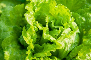 Sebze bahçesinde yeşil marul yetişiyor.