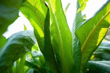 Sebze bahçesinde yeşil marul yetişiyor.