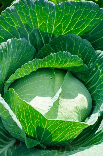 Grünkohl Wächst Gemüsegarten — Stockfoto