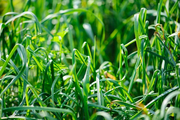 野菜園での成長に緑のニンニクの葉 — ストック写真