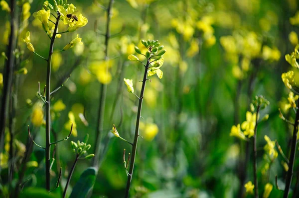 Çiçekli Çin Lahanası Sebze Bahçesinde Yetişiyor — Stok fotoğraf