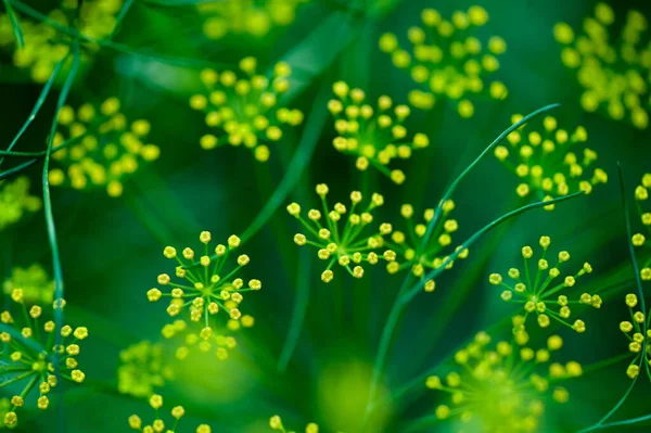 Fenykl Foeniculum Vulgare Růstu Zahradě — Stock fotografie