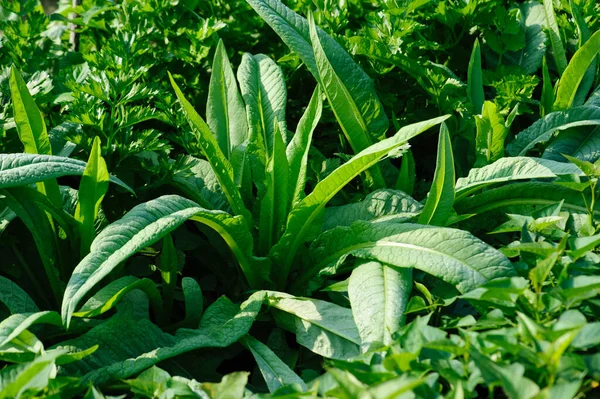 野菜園での緑の野菜 — ストック写真