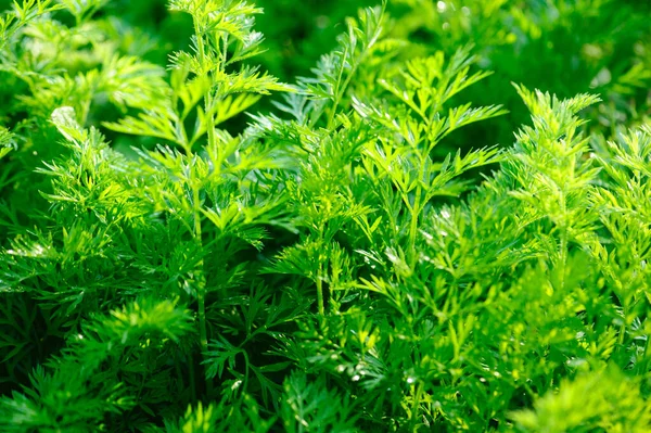 Green carrot plants in growth at vegetable garden