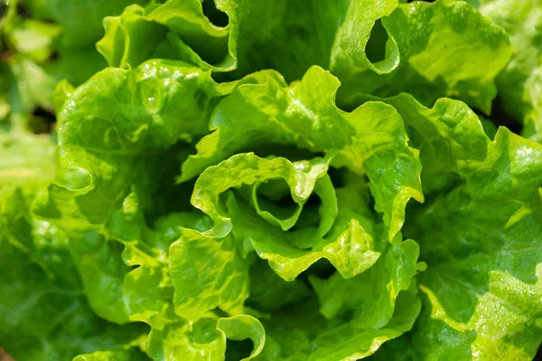 Laitue Verte Croissance Potager — Photo