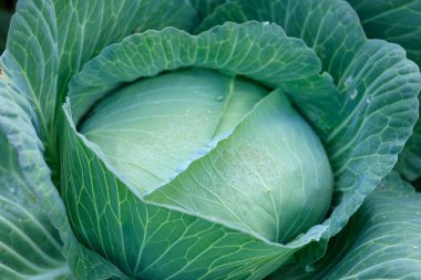 Sebze bahçesinde yeşil lahana yetişiyor.