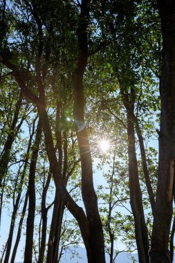 Bahar ormanı dağlarında gün doğumu