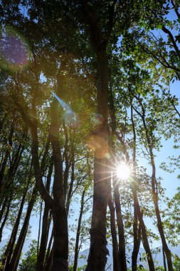 Bahar ormanı dağlarında gün doğumu
