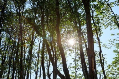 Bahar ormanı dağlarında güzel bir gün doğumu