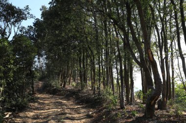 Güneşin doğduğu dağın tepesinde patika